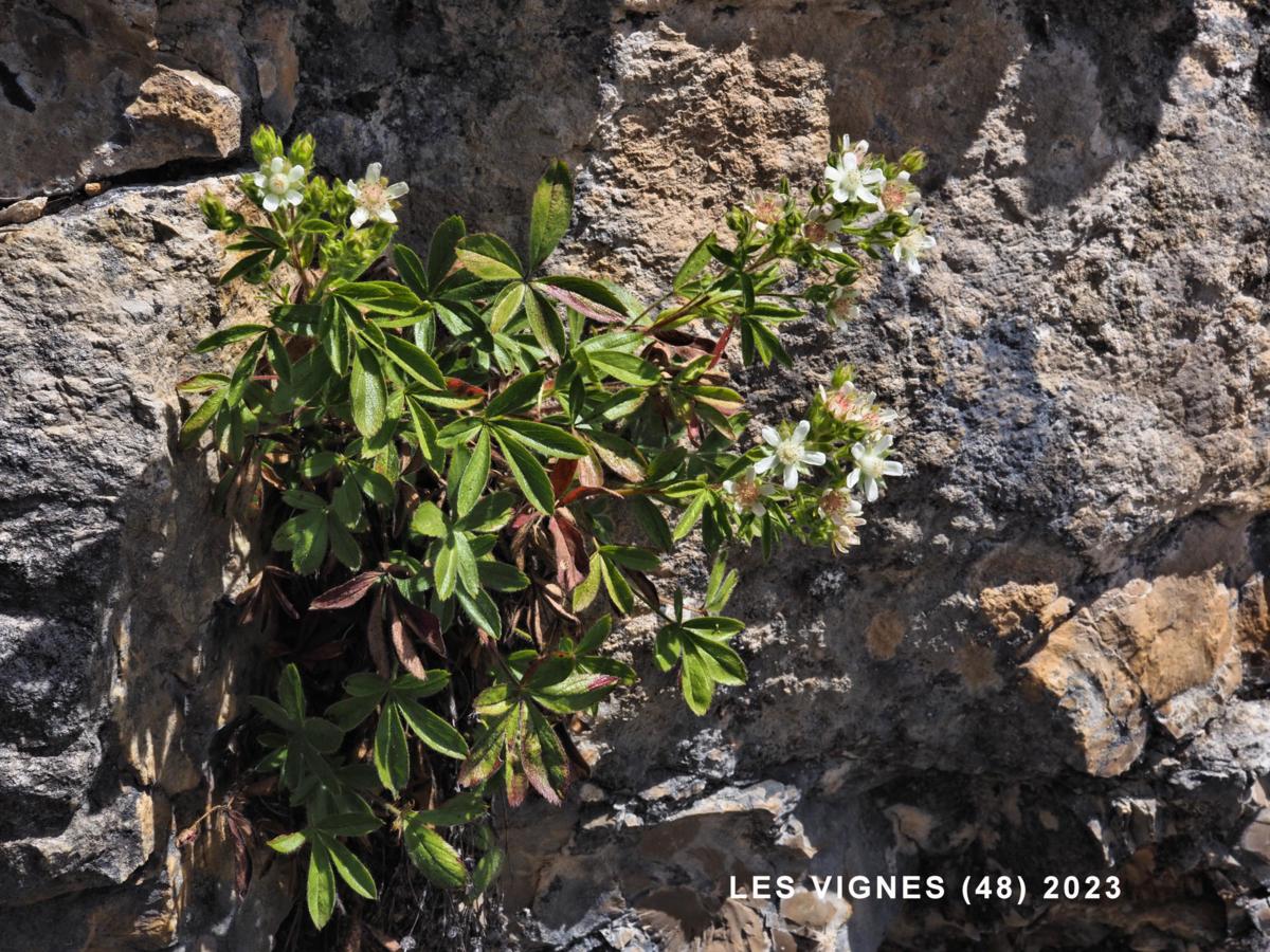 Cinquefoil, Cevenol plant